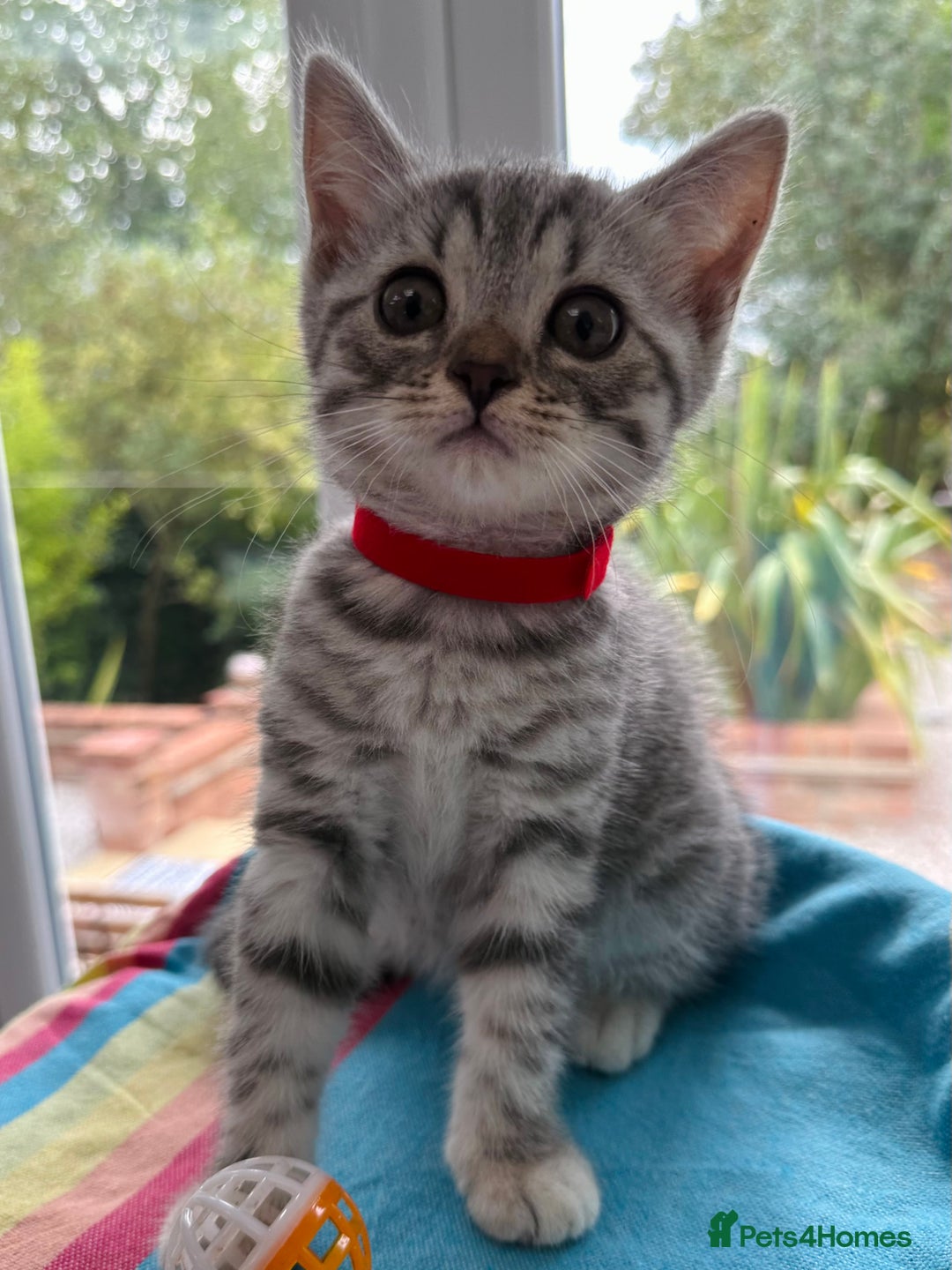 British Shorthair cats for sale: Stunning BSH Silver Female Grey Stripe Kittens - Image 5