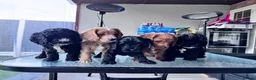 Cockapoo dogs for sale: beautiful F2 cockapoo puppies  in Tilbury - Advert 15
