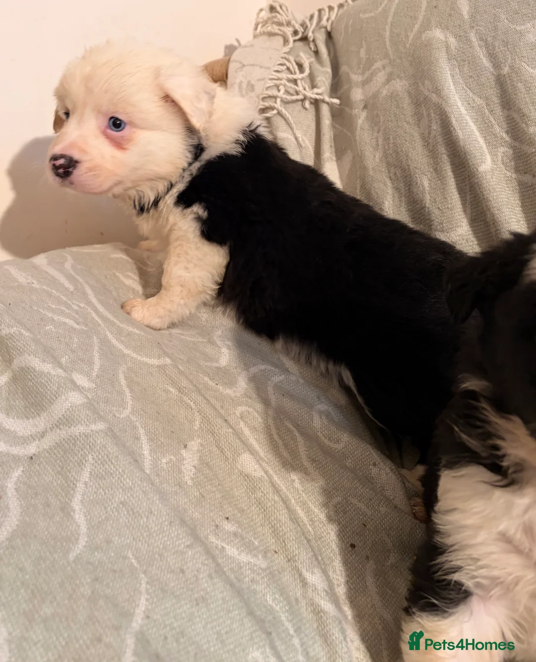 Border Collie dogs for sale: HEALTH TESTED CLEAR PARENTS BORDER COLLIE PUPS - Advert 23