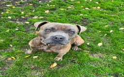 Bullmastiff dogs for adoption: Gorgeous Biscuit is seeking his forever home - Advert 3
