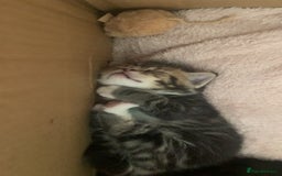 Mixed Breed cats for sale: 2 Sisters 1 Tabby and 1 Tuxedo Persian Mix - Image 17