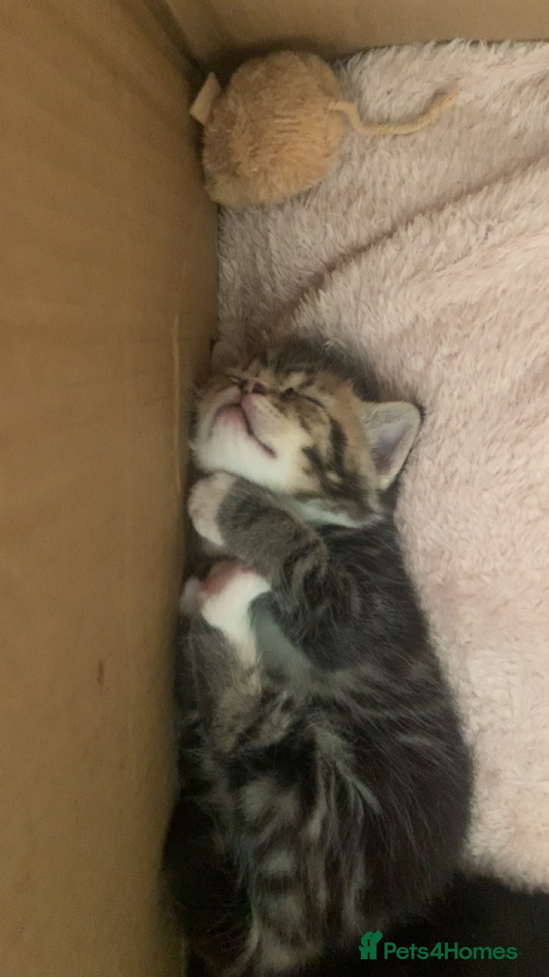 Mixed Breed cats for sale: 2 Sisters 1 Tabby and 1 Tuxedo Persian Mix - Image 17