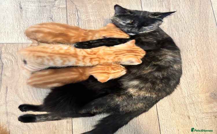 Mixed Breed cats - Advert 14