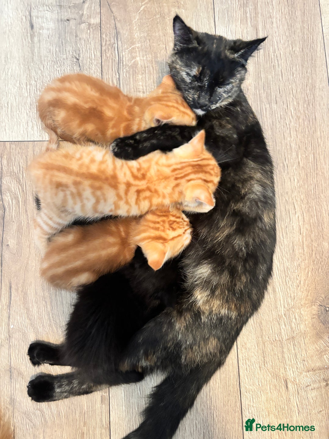 Mixed Breed cats for sale: 5 beautiful kittens - Image 1