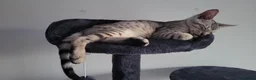 Mixed Breed cats for sale: Bengal and Savannah cross breed in Bournemouth - Advert 5