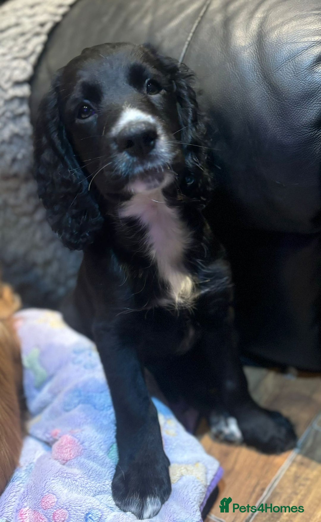 Cocker Spaniel dogs for sale: Last boy left !! working cocker spaniels - Advert 2
