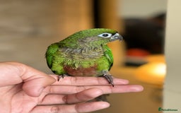 Parrots birds for sale: Adorable Hand-Reared Baby Conures – 10 Weeks Old - Image 11