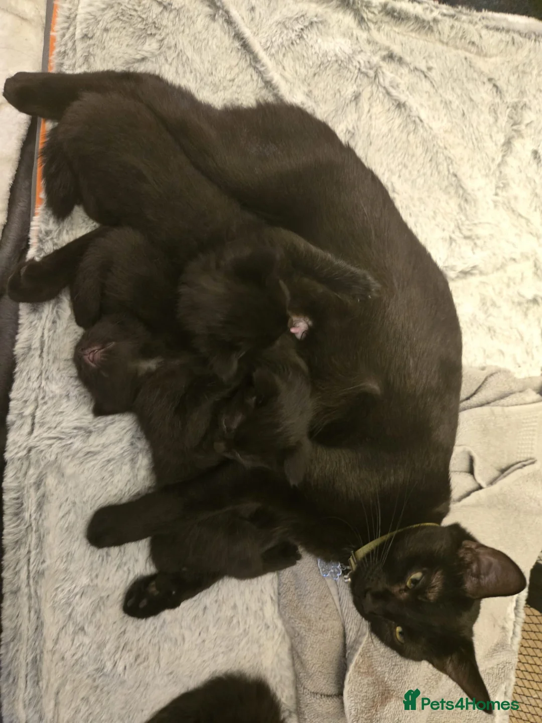 Mixed Breed cats for sale: Three Super-Fluffy Black Kittens Ready Now 🐾 - Advert 2