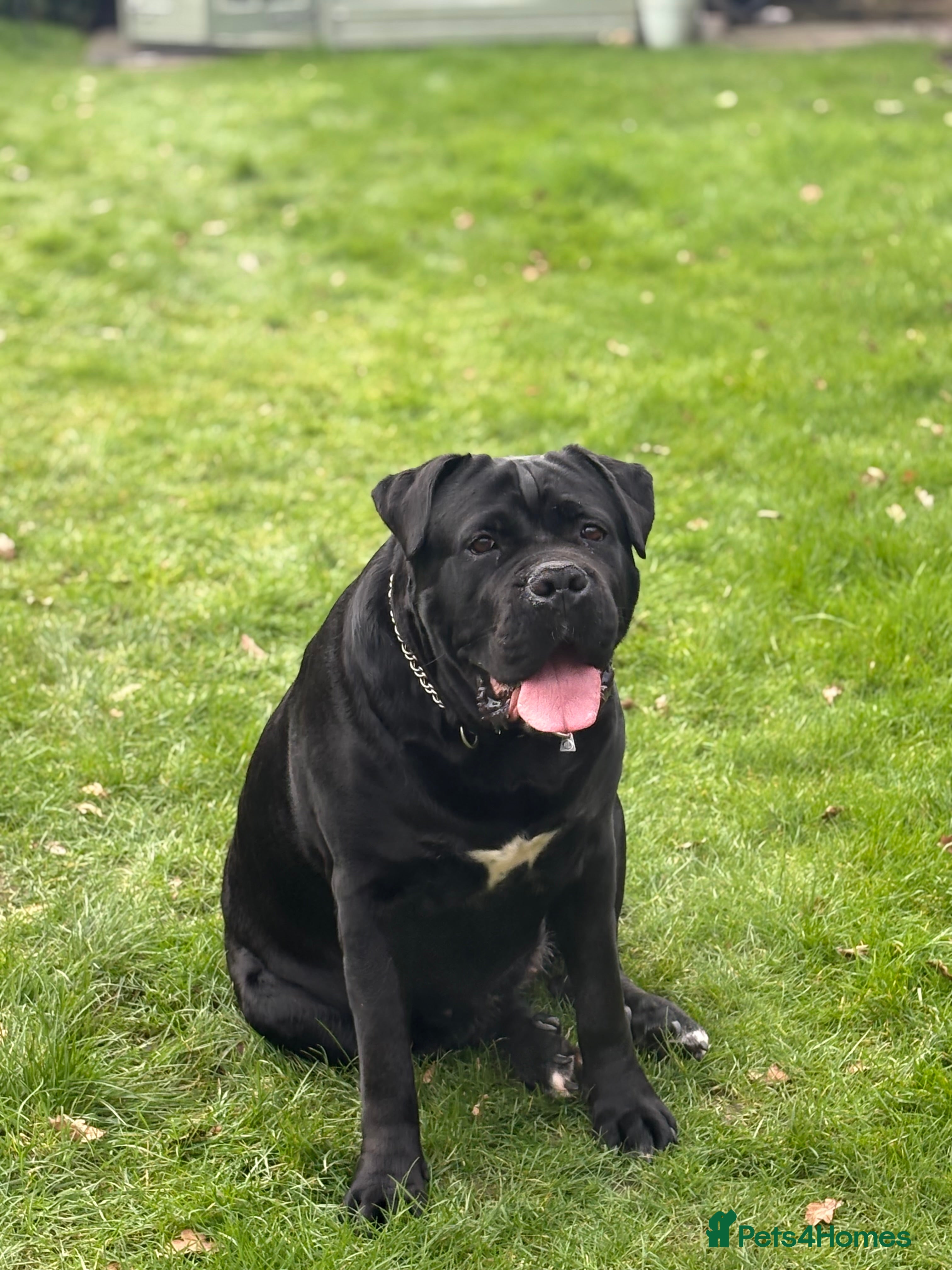 Cane Corso dogs Cane corso in Leicester - Advert 1