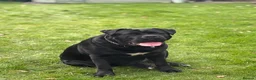 Cane Corso dogs for sale: Cane corso in Leicester - Advert 1
