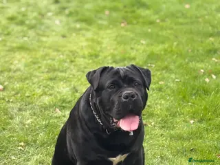 Cane Corso dogs Cane corso in Leicester - Advert 1
