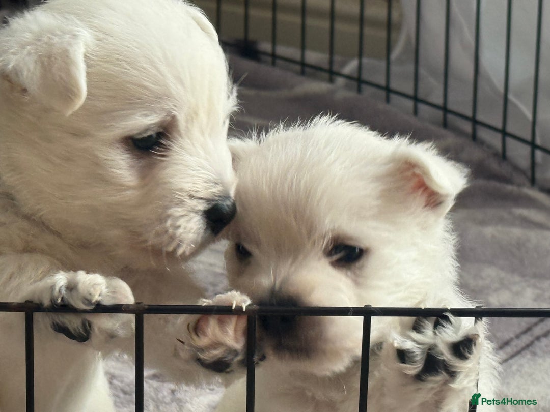 West Highland Terrier dogs for sale: KC West Highland Terrier - Image 4