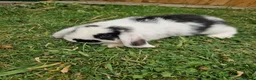 Mini Lop rabbits for sale: Mini Lops Ready Now - Advert 4