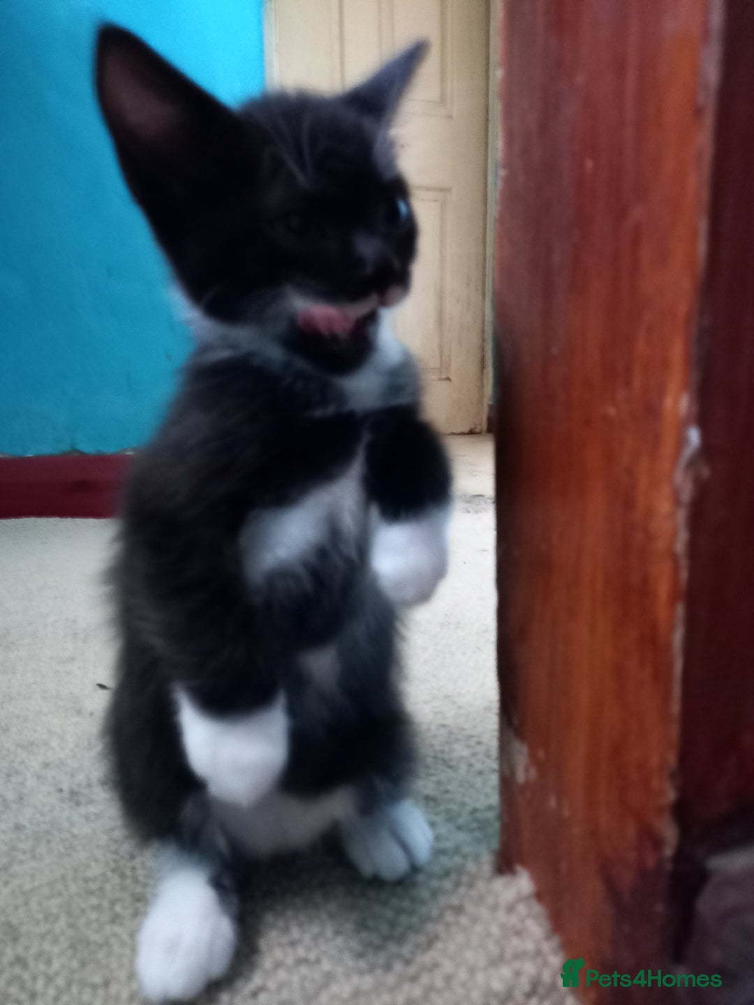 Bengal cats for sale: 7 week old kittens  - Image 13