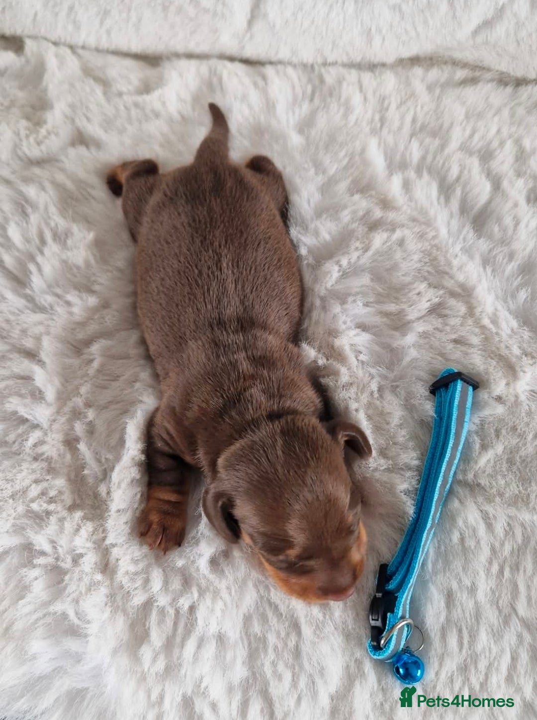 Miniature Dachshund dogs for sale: 1 beautiful kc puppy left ready 25/12/25 - Advert 13