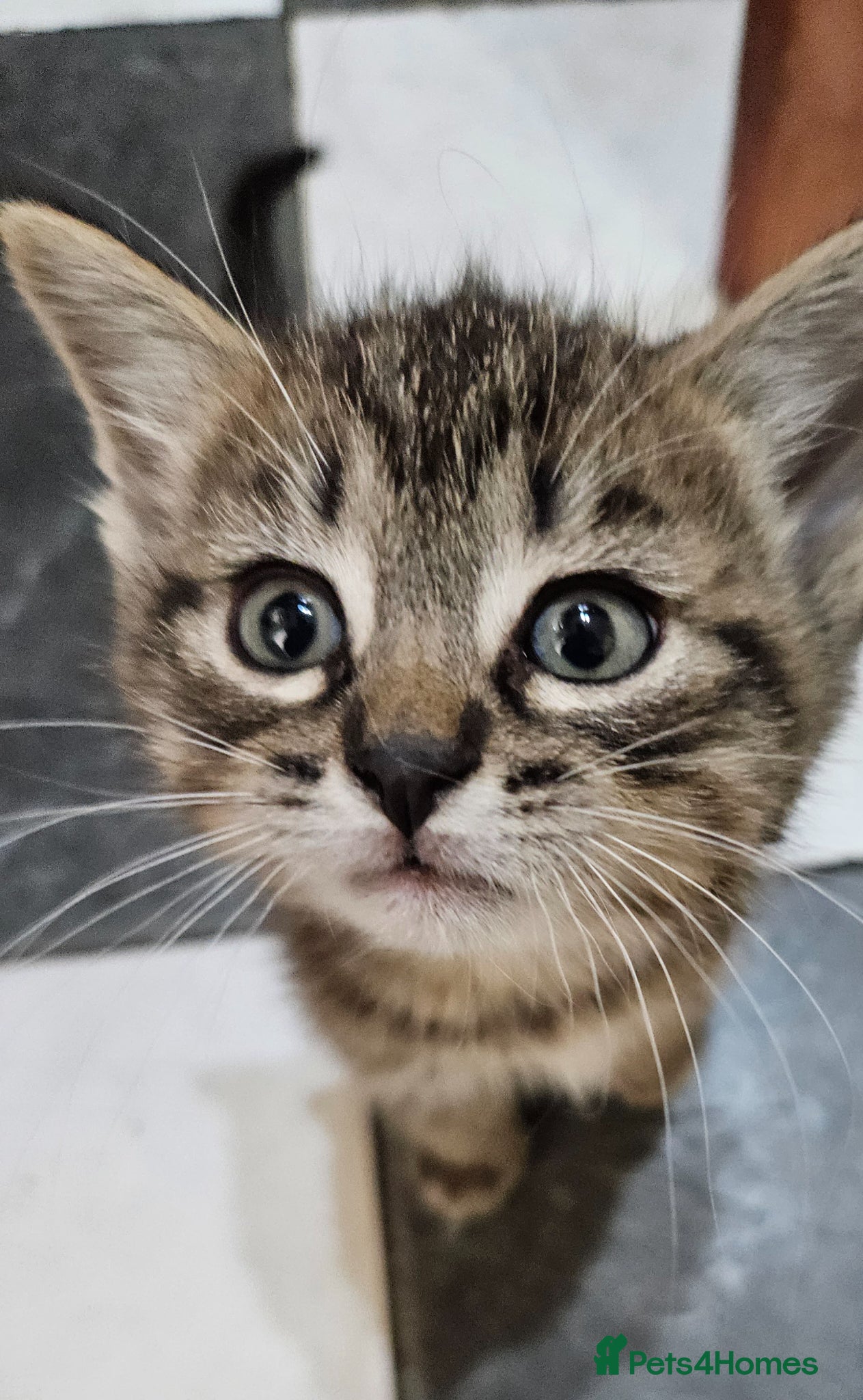 Mixed Breed cats 🐾 Beautiful Kittens  - Advert 7