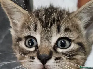 Mixed Breed cats 🐾 Beautiful Kittens - Advert 5