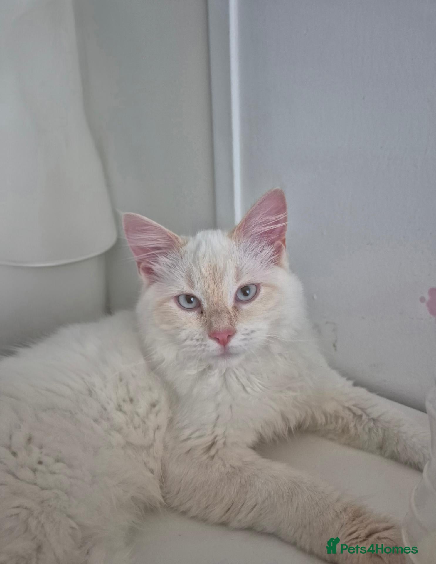 Ragdoll cats Gorgous flamepoint ragdoll  - Advert 7