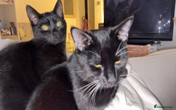 Domestic Shorthair cats for sale: Bonded  male cats  - Image 1