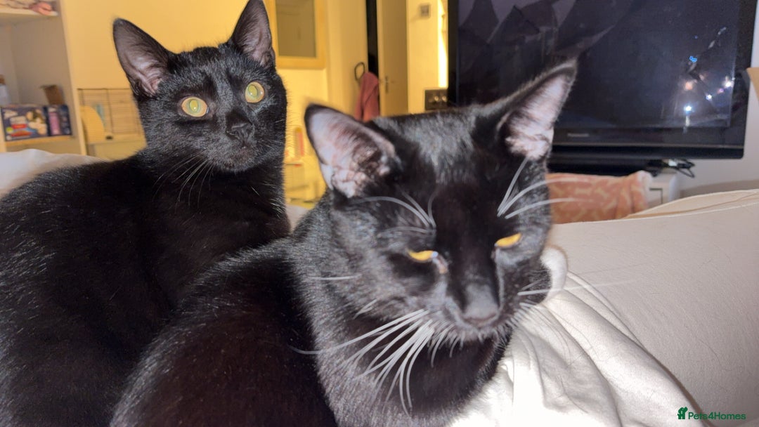 Domestic Shorthair cats for sale: Bonded  male cats  - Image 1