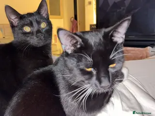 Domestic Shorthair cats Bonded male cats - Advert 1