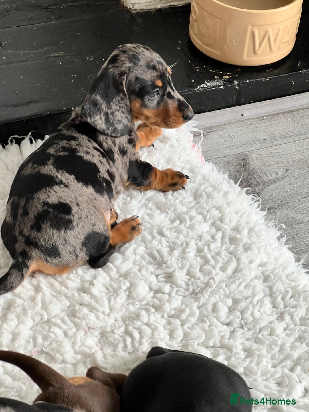 Dachshund dogs for sale: Stunning Miniature Dachshounds  - Image 11