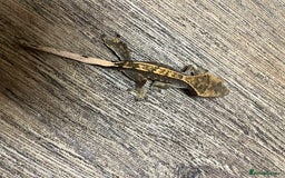 Gecko reptiles for sale: Crested Geckos Available  - Image 1