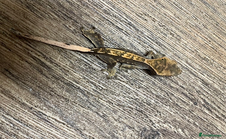 Gecko reptiles - Advert 13