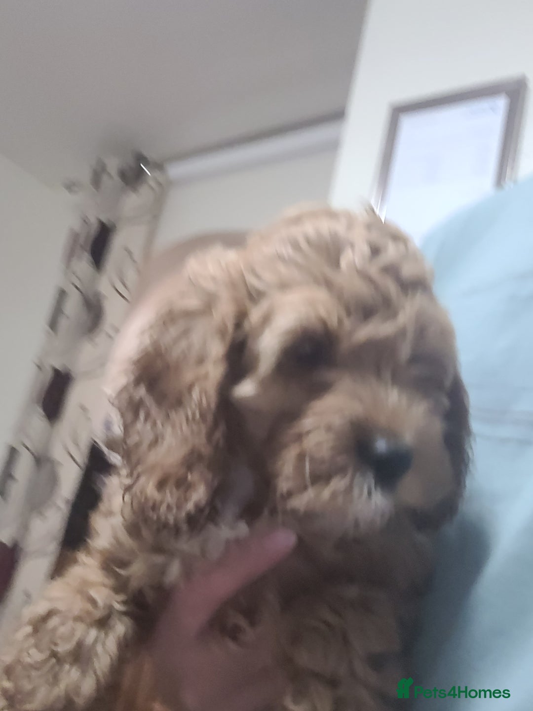 Cockapoo dogs for sale: Cockapoo pups  - Image 4