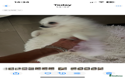 Pomeranian dogs for sale: KC White Ted  extra small Toy  Pom’ 💕 . in Saffron Walden - Image 18