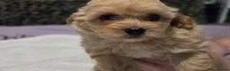Chipoo dogs for sale: Miniature poodles x long hair chihuahuas  in Leicester - Advert 18