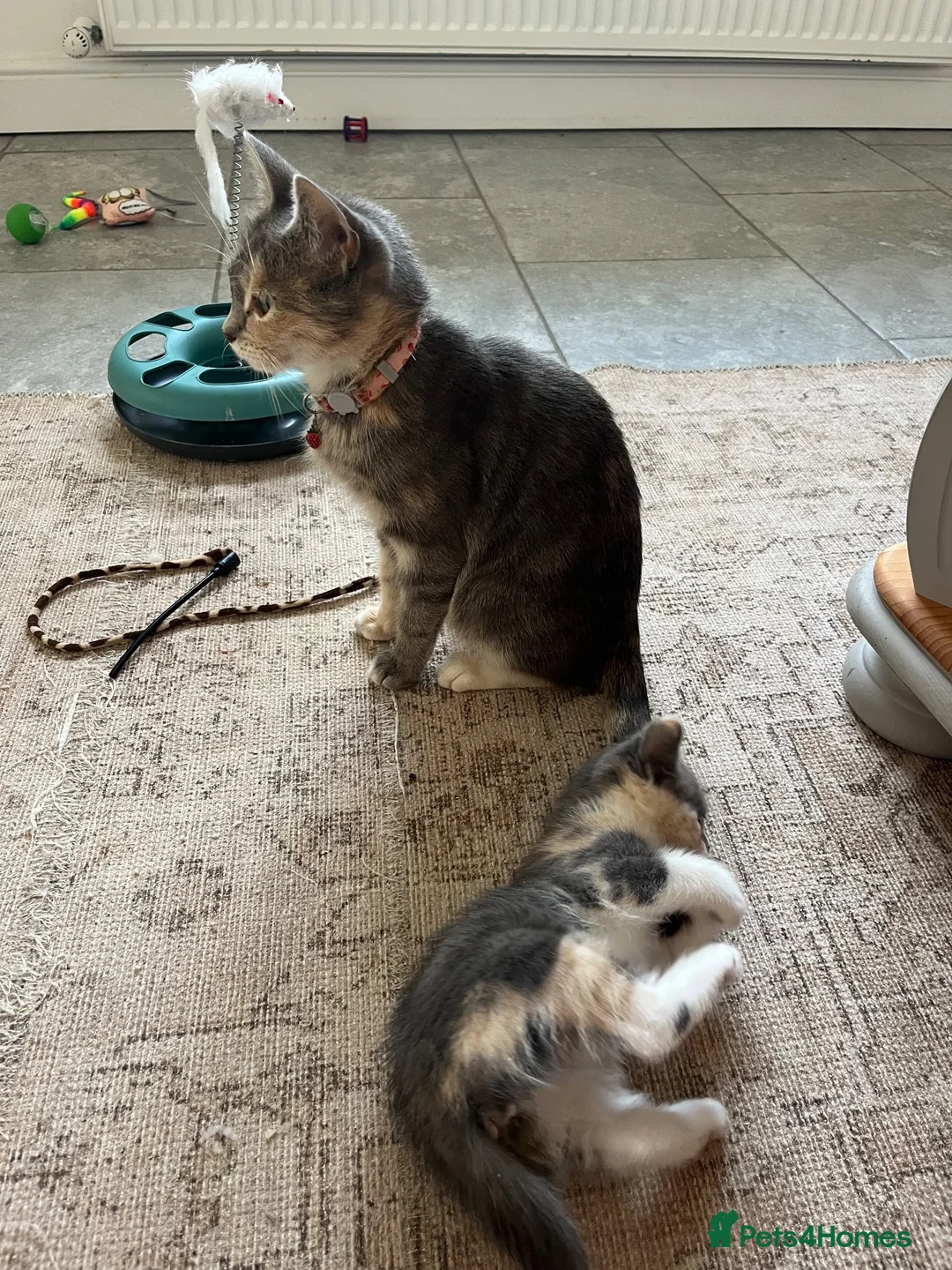 Ragdoll cats for sale: Ragdoll cross kittens  in Taunton - Advert 6