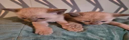 Burmese cats for sale: Outstanding Pedigree Burmese Kittens,Vet checked - Advert 14