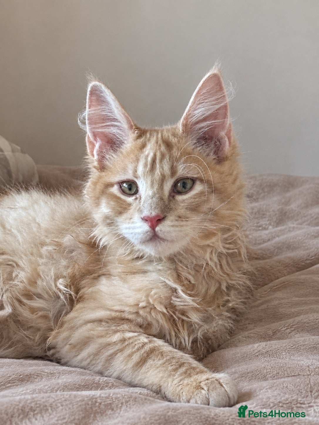 Maine Coon cats CREAM MAINE COON BOY READY NOW - Advert 1