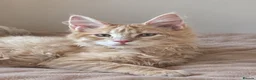 Maine Coon cats for sale: CREAM MAINE COON BOY READY NOW - Advert 1