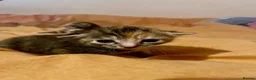 Mixed Breed cats for sale: 3 Adorable kittens available to reserve  - Advert 6