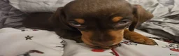 Dachshund dogs for sale: Female chocolate dachshund for sale - Advert 8