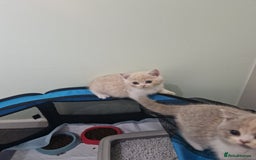 British Shorthair cats for sale: BEAUTIFUL BRITISH SHORTHAIR GCCF registered kitten - Image 11