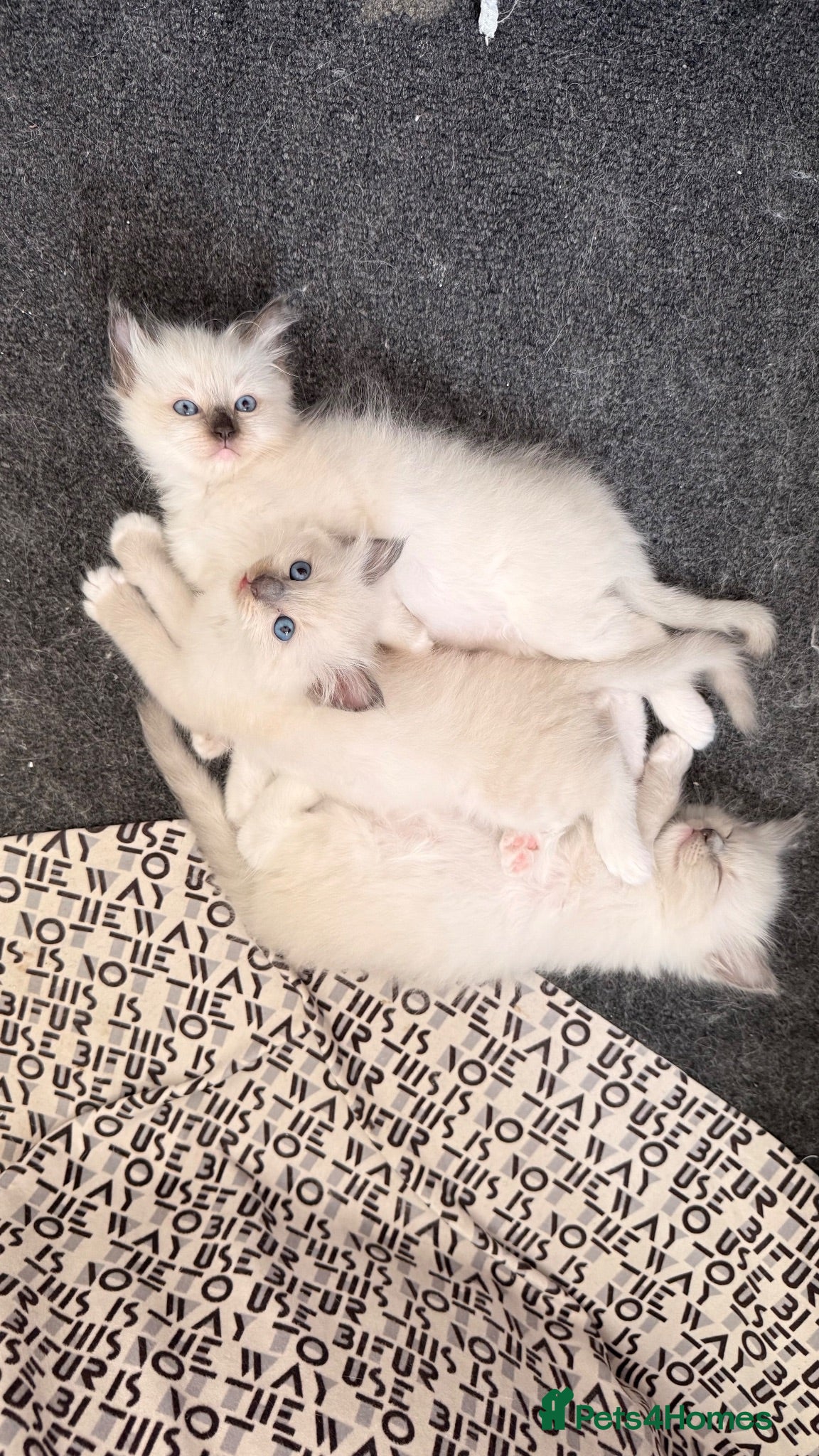 Ragdoll cats 3 Lovely Kittens Looking for Forever Homes - Advert 5