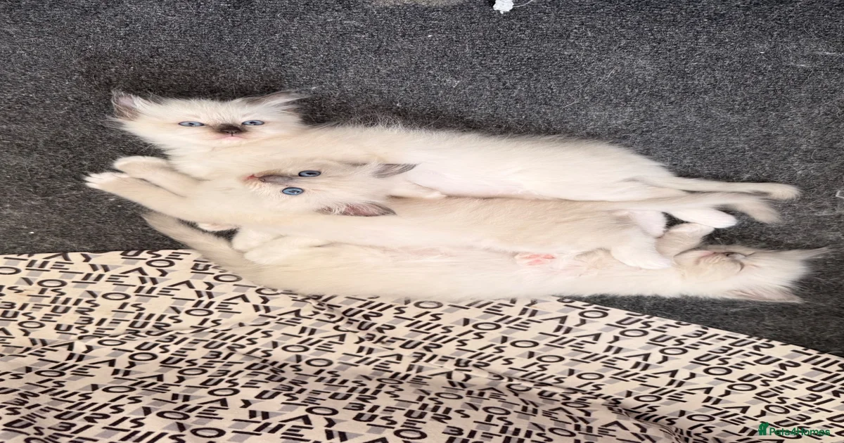 Ragdoll Kittens for sale | Pets4Homes