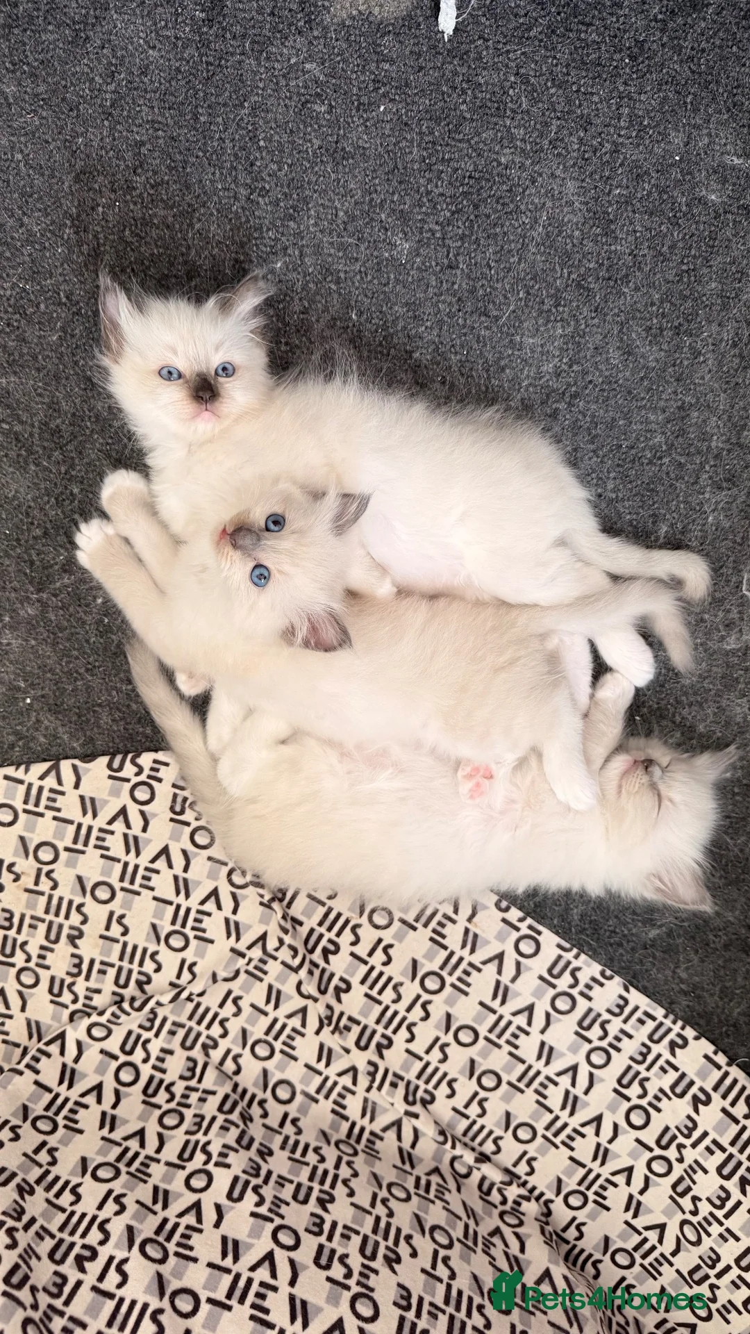 Ragdoll cats for sale: 3 Lovely Kittens Looking for Forever Homes - Advert 1