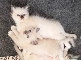 Ragdoll cats 3 Lovely Kittens Looking for Forever Homes - Advert 5