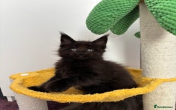 Maine Coon cats for sale: ✨7 Pure Bred Maine Coon Kittens✨ - Image 6