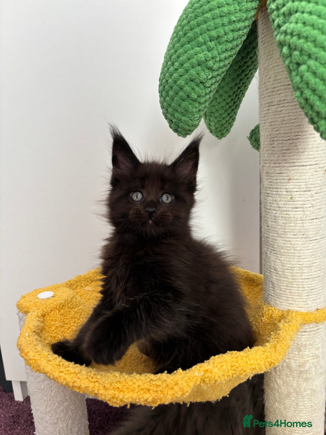 Maine Coon cats for sale: ✨7 Pure Bred Maine Coon Kittens✨ - Image 6