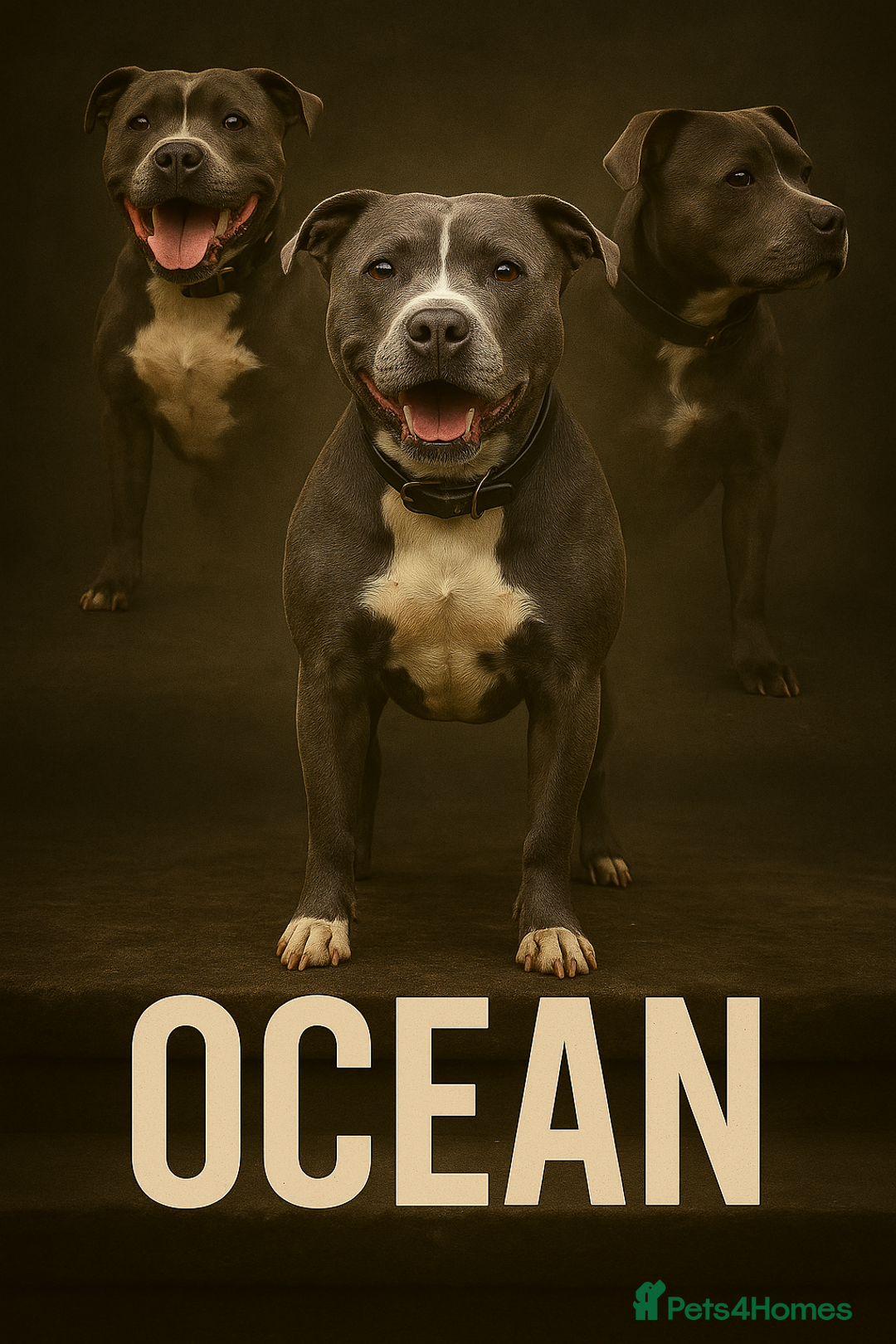 Staffordshire Bull Terrier dogs for sale: 🌟 Top Quality blue / black staff's 🌟  - Advert 1