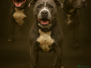 Staffordshire Bull Terrier dogs 🌟 Top Quality blue / black staff's 🌟 - Advert 1