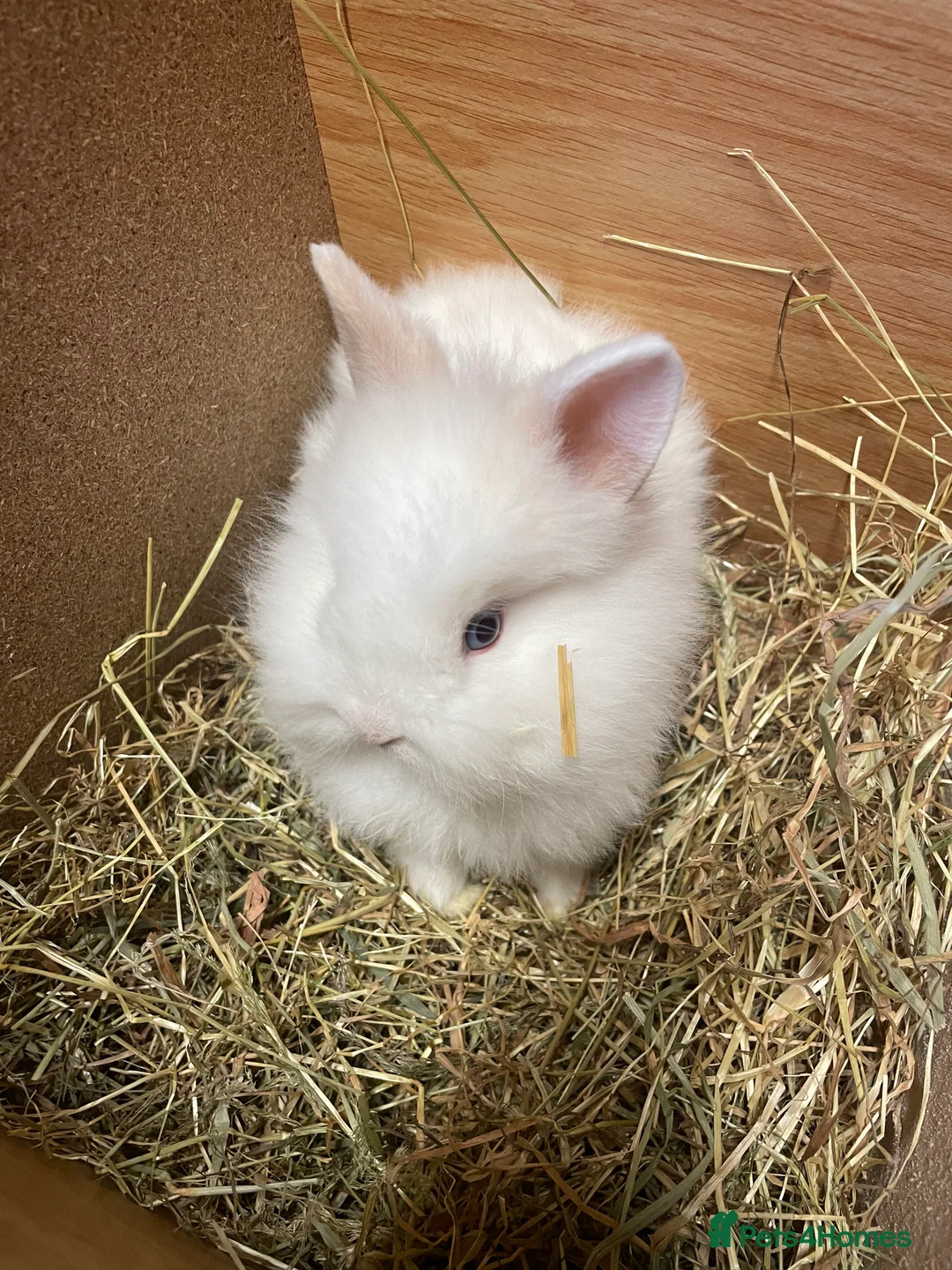 Lionhead rabbits for sale: Beautiful Lionhead Bunnies  - Advert 1