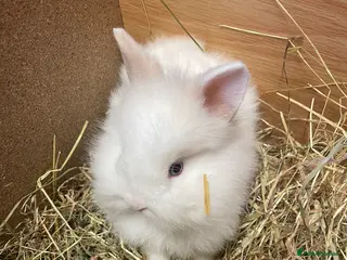 Lionhead rabbits Beautiful Lionhead Bunnies - Advert 5