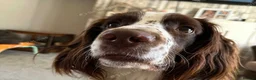 English Springer Spaniel dogs for stud: SPRINGER SPANIEL ENGLISH FOR STUD - Advert 7