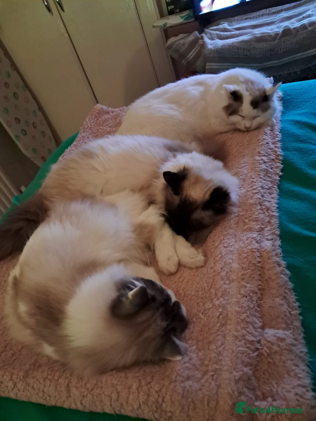 Ragdoll cats for sale: Rehome - Advert 2